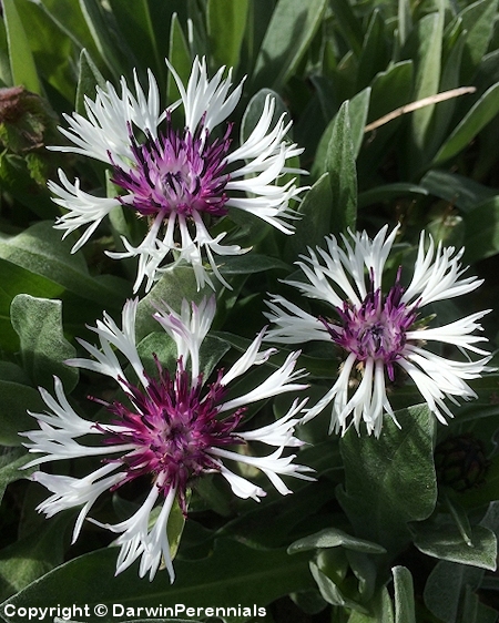 Centaurea montana 'Purple Heart', vuorikaunokki